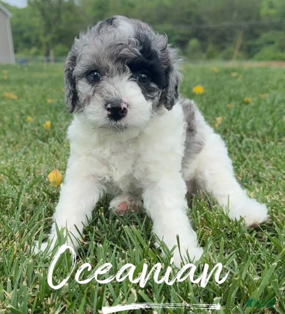 Miniature Poodle dogs for sale: Oceanian - Image 3