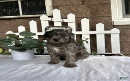 Miniature Poodle dogs for sale: Ellie - Image 1