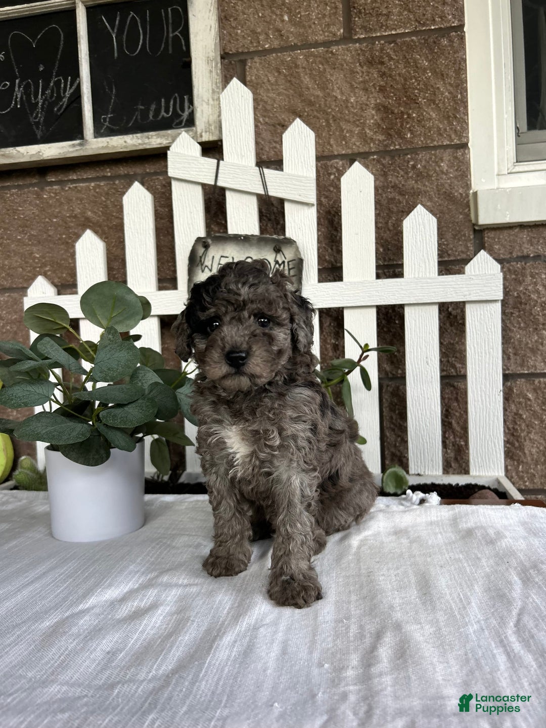 Miniature Poodle dogs for sale: Ellie - Image 1