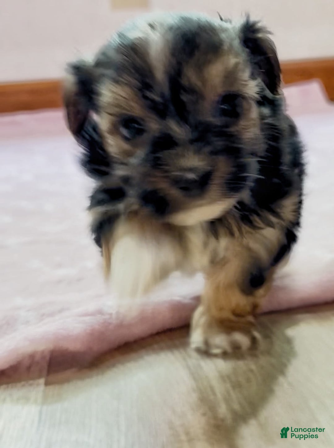 Yorkshire Terrier dogs for sale: Dobby - Image 2