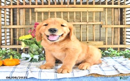 Golden Retriever dogs for sale: Kyle - Image 1