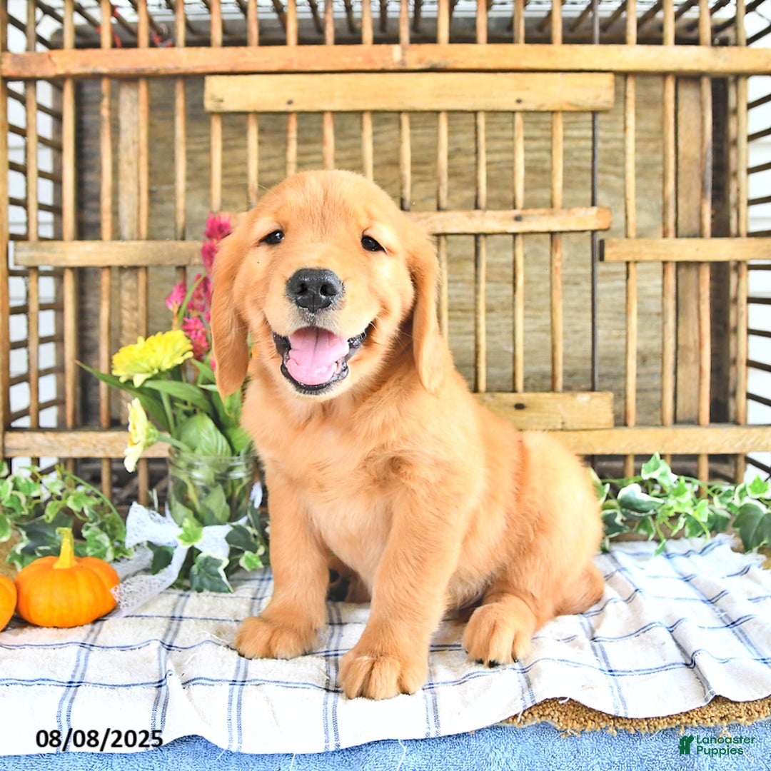 Golden Retriever dogs for sale: Kyle - Image 1