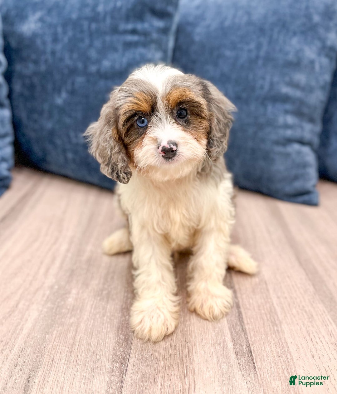 Cavapoo dogs for sale: Milo - Image 1