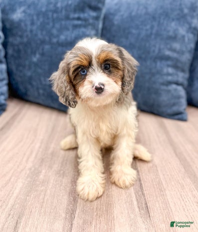 Cavapoo dogs for sale - Ad 5