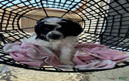 Miniature Poodle dogs for sale: Thor - Image 1