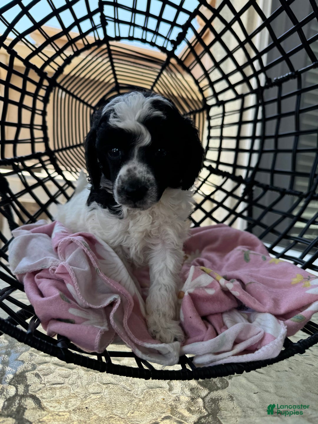 Miniature Poodle dogs for sale: Thor - Image 1