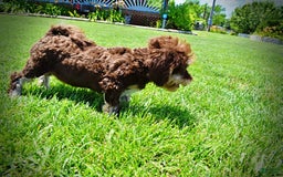 Havapoo dogs for sale: Roxy - Image 13