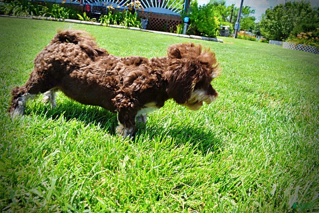 Havapoo dogs for sale: Roxy - Image 13