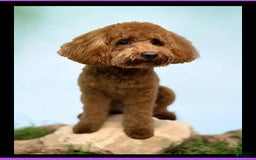 Cavapoo dogs for sale: Simba - Image 5