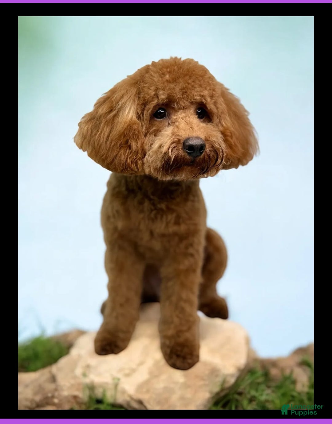 Cavapoo dogs for sale: Simba - Image 5