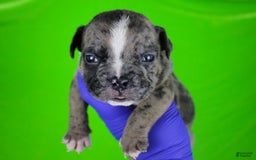 American Bully dogs for sale: Black Brindle Merle Male - Image 3