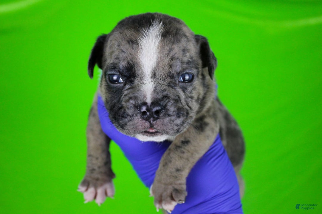 American Bully dogs for sale: Black Brindle Merle Male - Image 3
