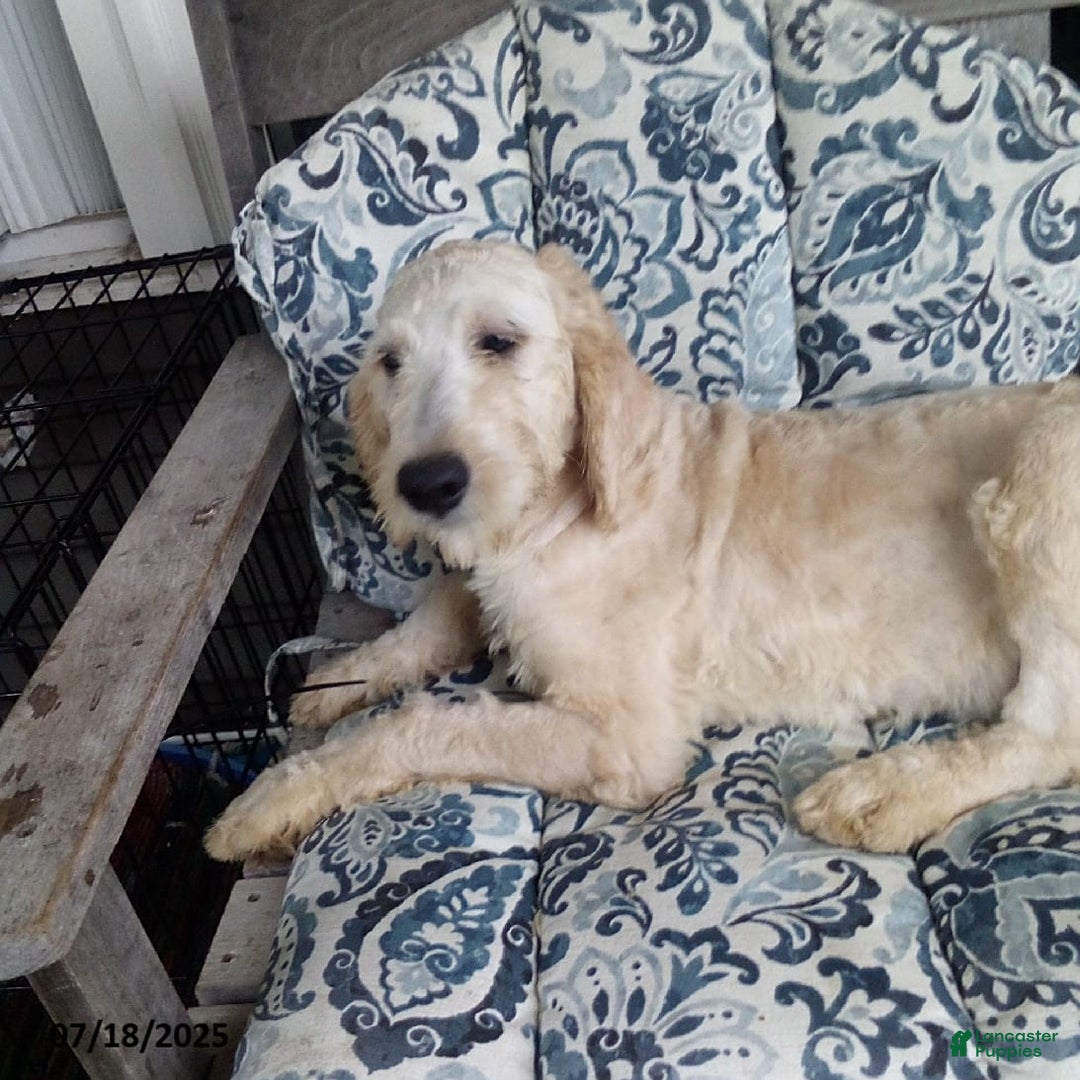 Goldendoodle dogs for sale: Sara - Image 7