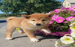 Shiba Inu dogs for sale: Indy - Image 3