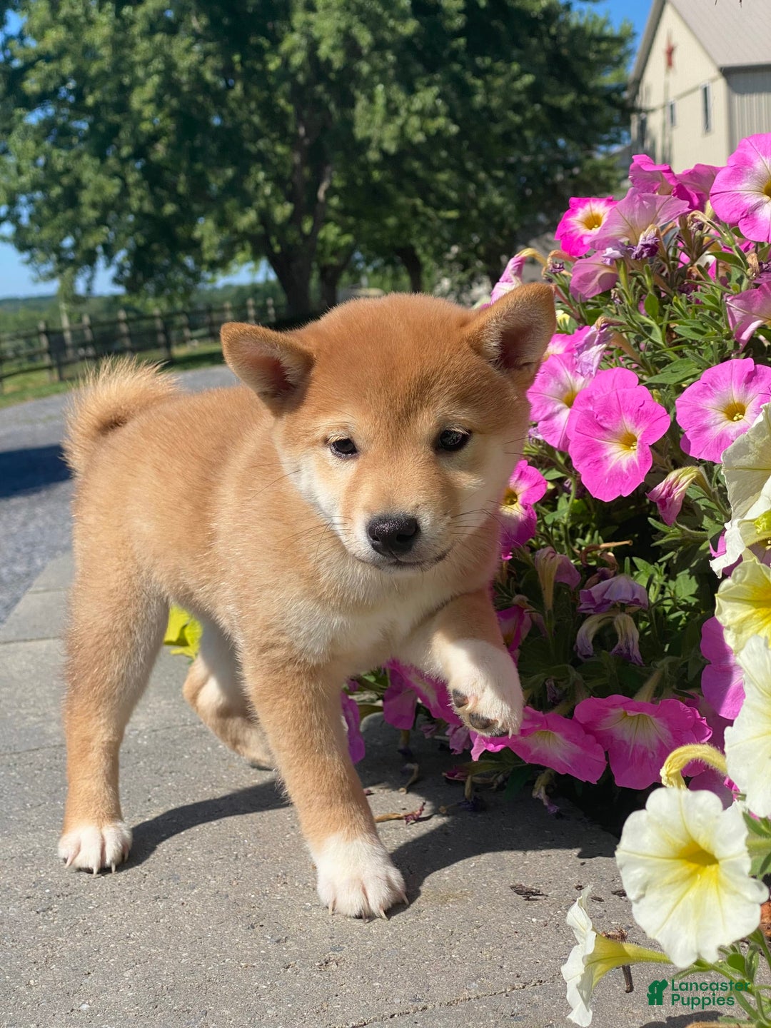 Shiba Inu dogs for sale: Indy - Image 3