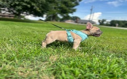 French Bulldog dogs for sale: Pretty Boy - Image 2