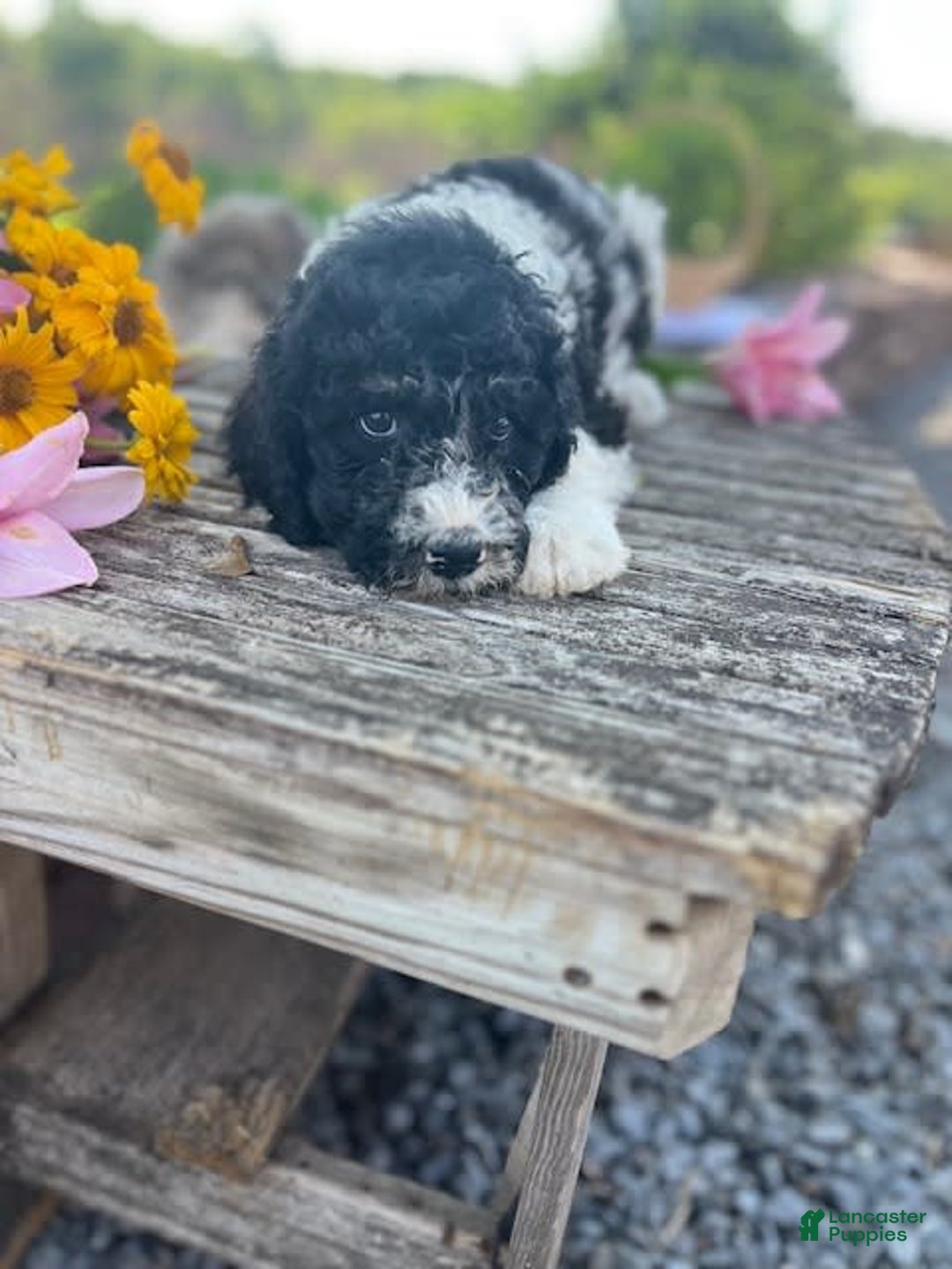 Bernedoodle dogs for sale: Priscilla - Image 3