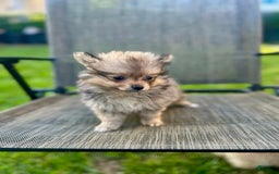 Pomeranian dogs for sale: Bella - Image 1