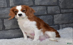 Cavapoo dogs for sale: Archie - Image 6