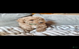 Miniature Poodle dogs for sale: Green - Image 2