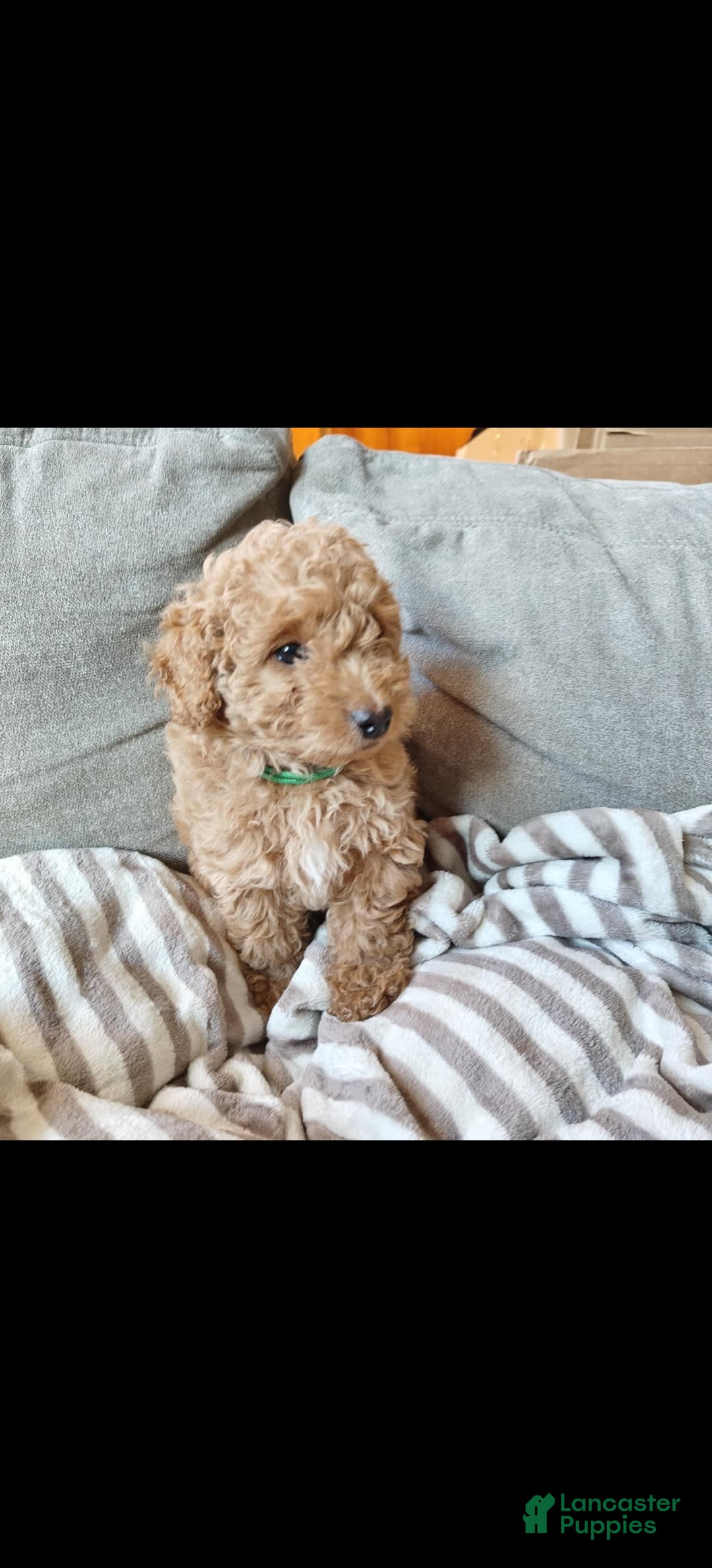 Miniature Poodle dogs for sale: Green - Image 2