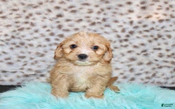 Cavapoo dogs for sale: Cavapoo 7 puppies - Image 6