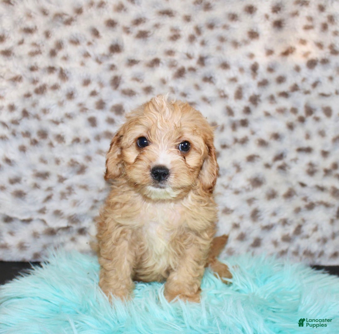 Cavapoo dogs for sale: Cavapoo 7 puppies - Image 6