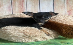 Toy Fox Terrier dogs for sale: Bitsy - Image 8