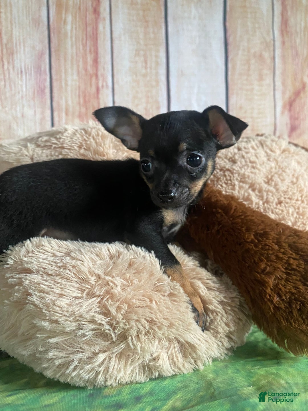 Toy Fox Terrier dogs for sale: Bitsy - Image 8