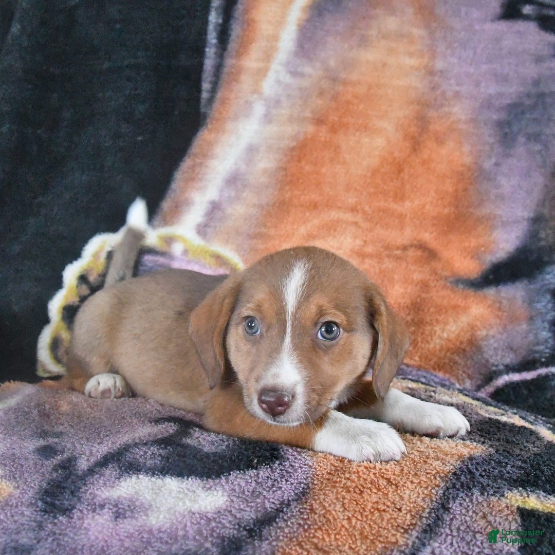 Australian Shepherd dogs for sale: Basil - Image 14