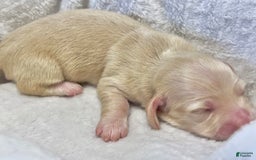 Miniature Dachshund dogs for sale: Custard - Image 2