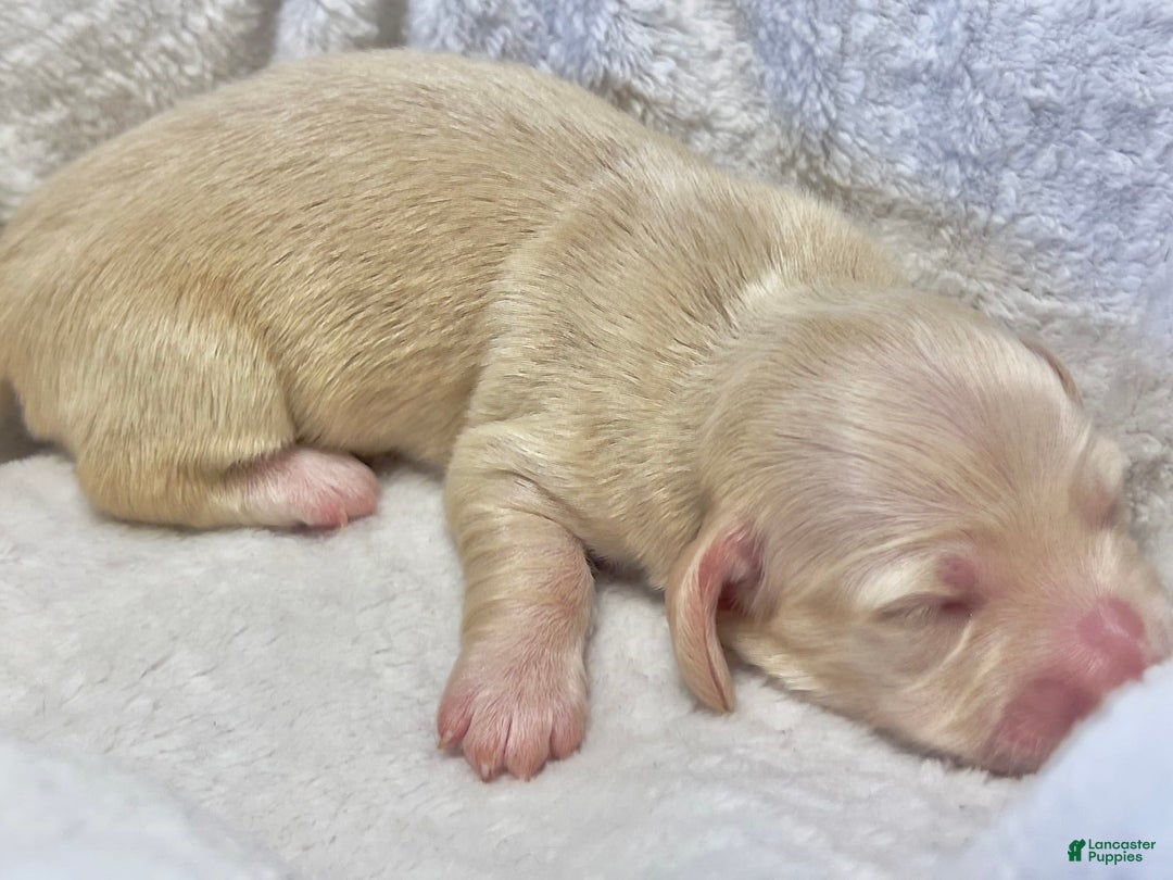 Miniature Dachshund dogs for sale: Custard - Image 2