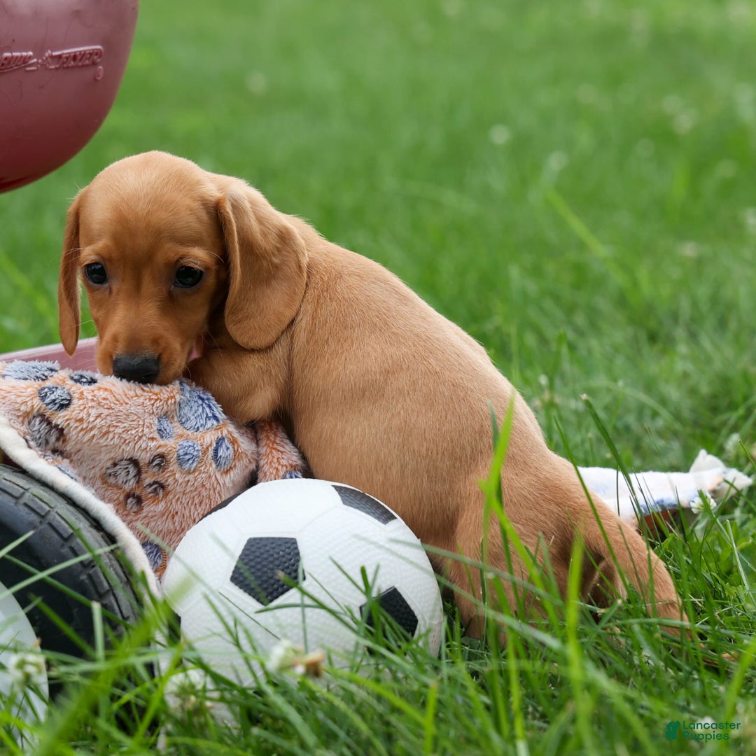Miniature Dachshund dogs for sale: Nick - Image 21