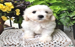 Cavachon dogs for sale: Molly - Image 9
