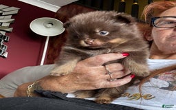 Pomeranian dogs for sale: Belly - Image 2