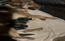 German Shepherd dogs for sale: Darcy - Image 3