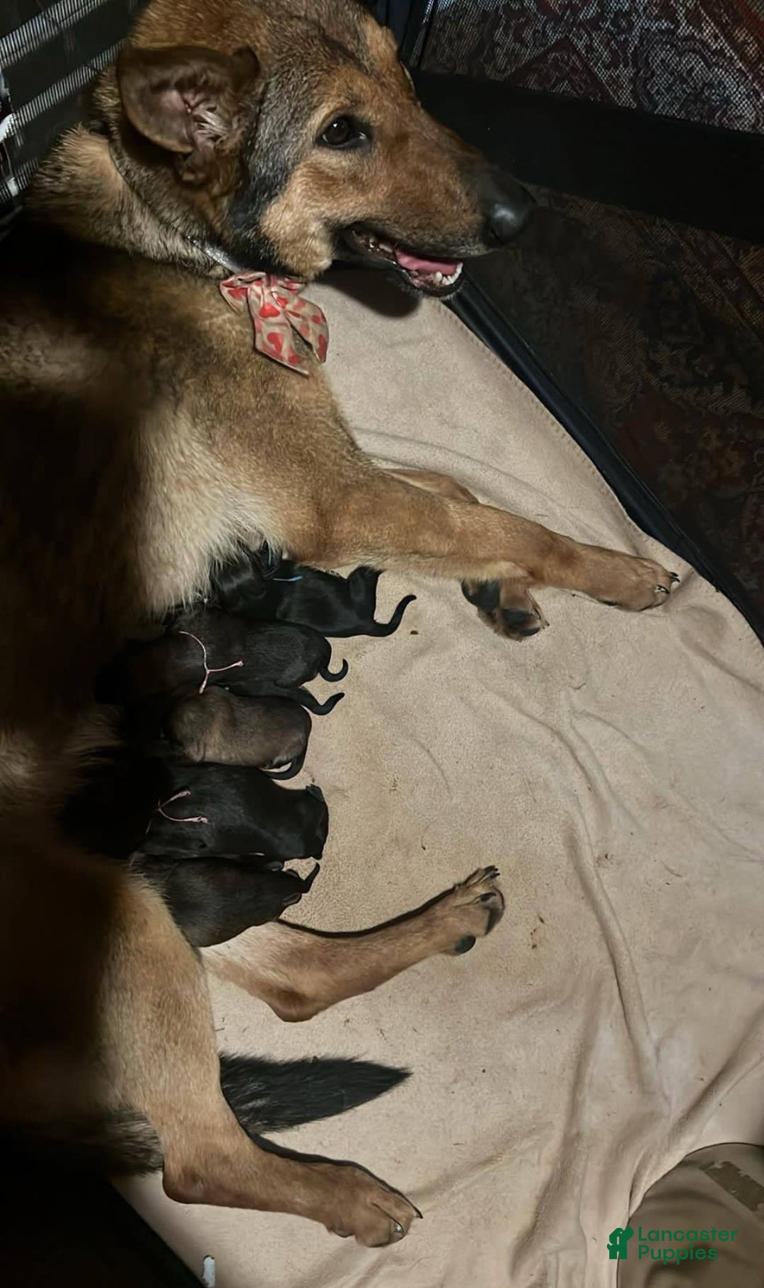 German Shepherd dogs for sale: Darcy - Image 3