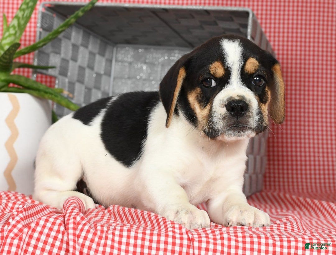 Beabull dogs for sale: Wynona - Image 1