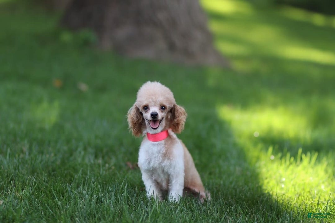Toy Poodle dogs for sale: Quincy - Image 4