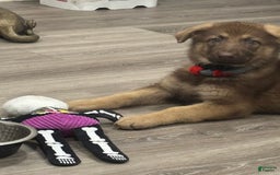 German Shepherd dogs for sale: Bella Liver Sable German Shepherd - Image 3