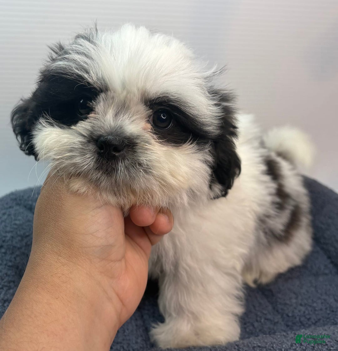 Teddy Bear dogs for sale: Zara - Image 1