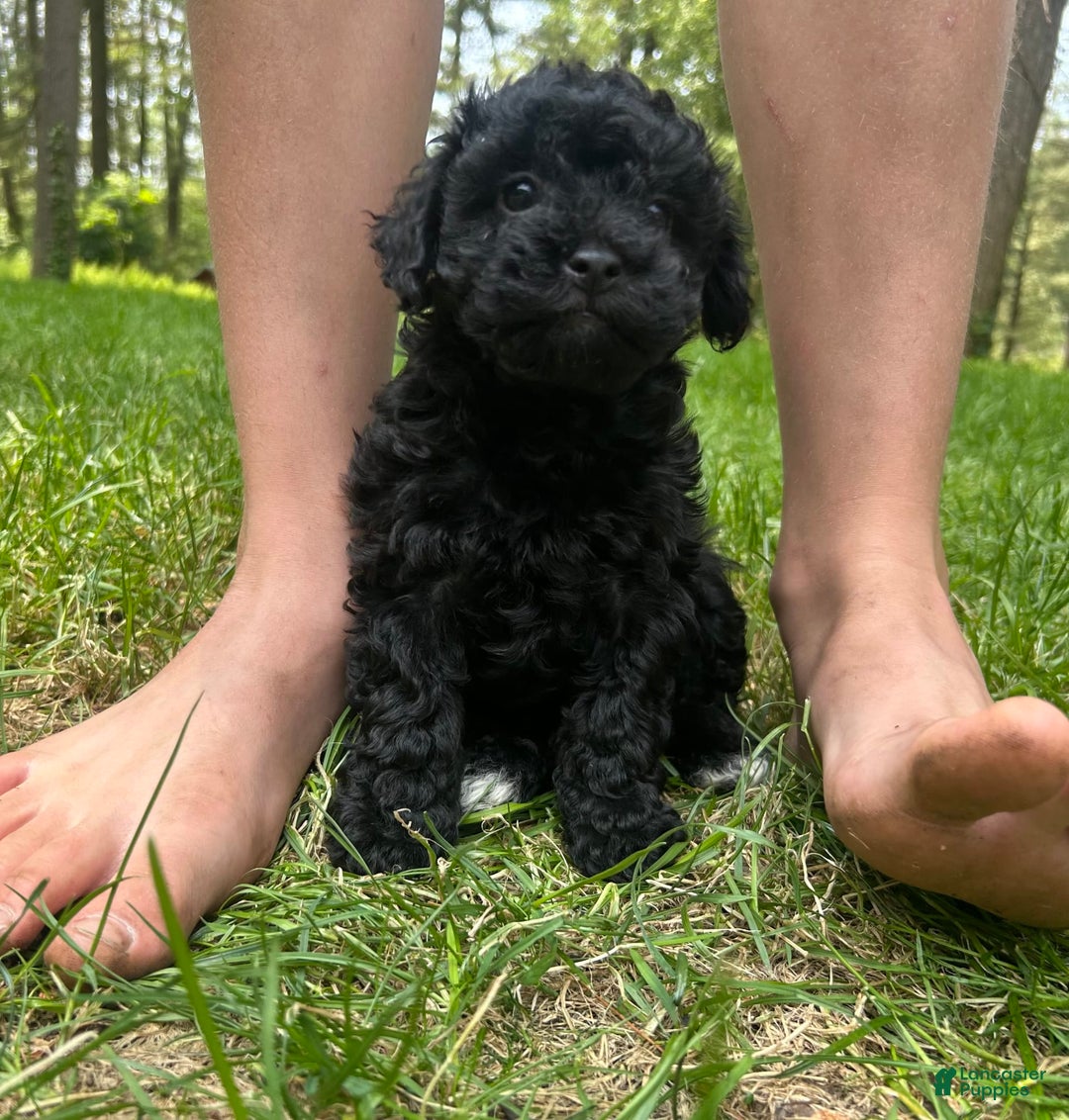 Cavapoo dogs for sale: Bailey - Image 7