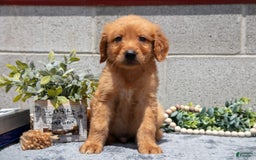 Golden Retriever dogs for sale: Digger - Image 5