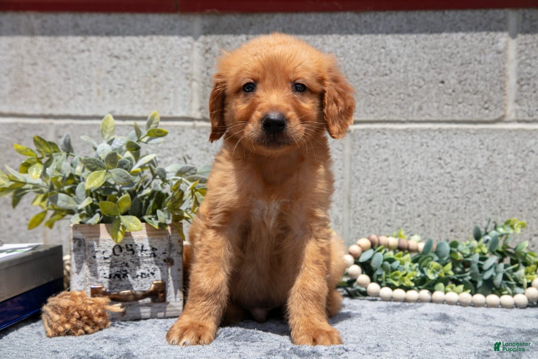 Golden Retriever dogs for sale: Digger - Image 5