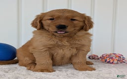 Golden Retriever dogs for sale: Daisy - Image 3