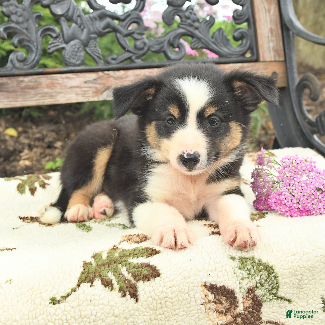 Miniature Australian Shepherd dogs for sale: Ranger - Image 2