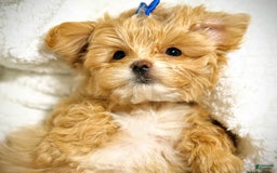 Maltipoo dogs for sale: Red Collared Boy - Image 18