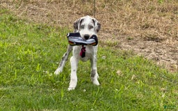 Great Dane dogs for sale: Heather - Image 7