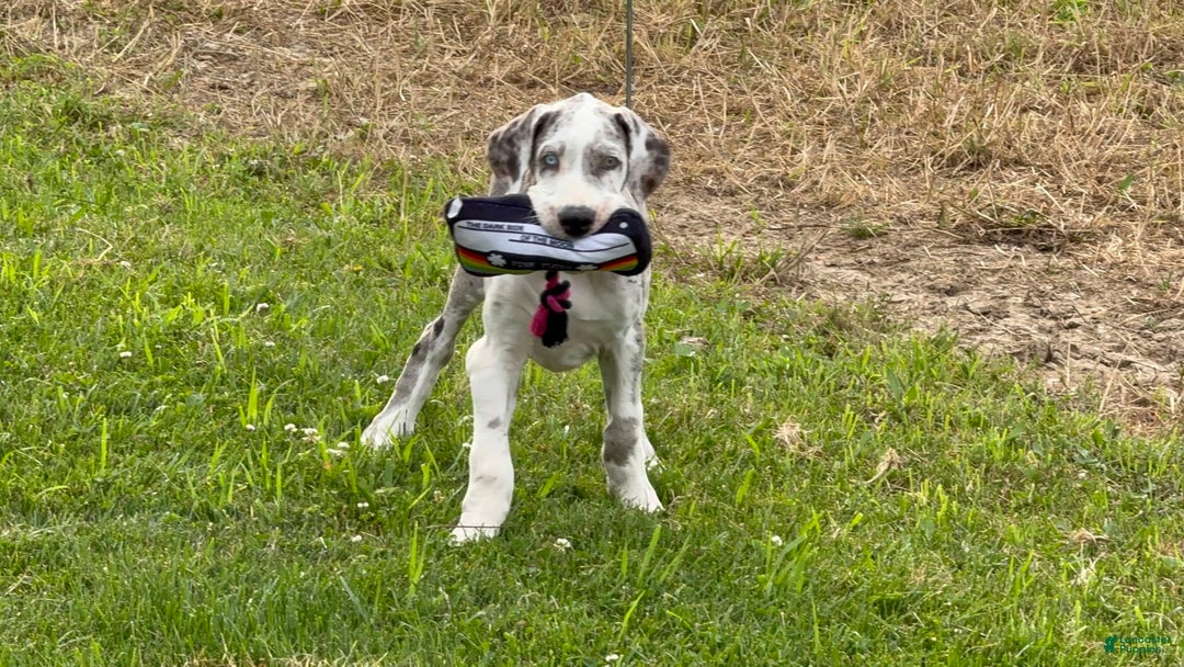 Great Dane dogs for sale: Heather - Image 7