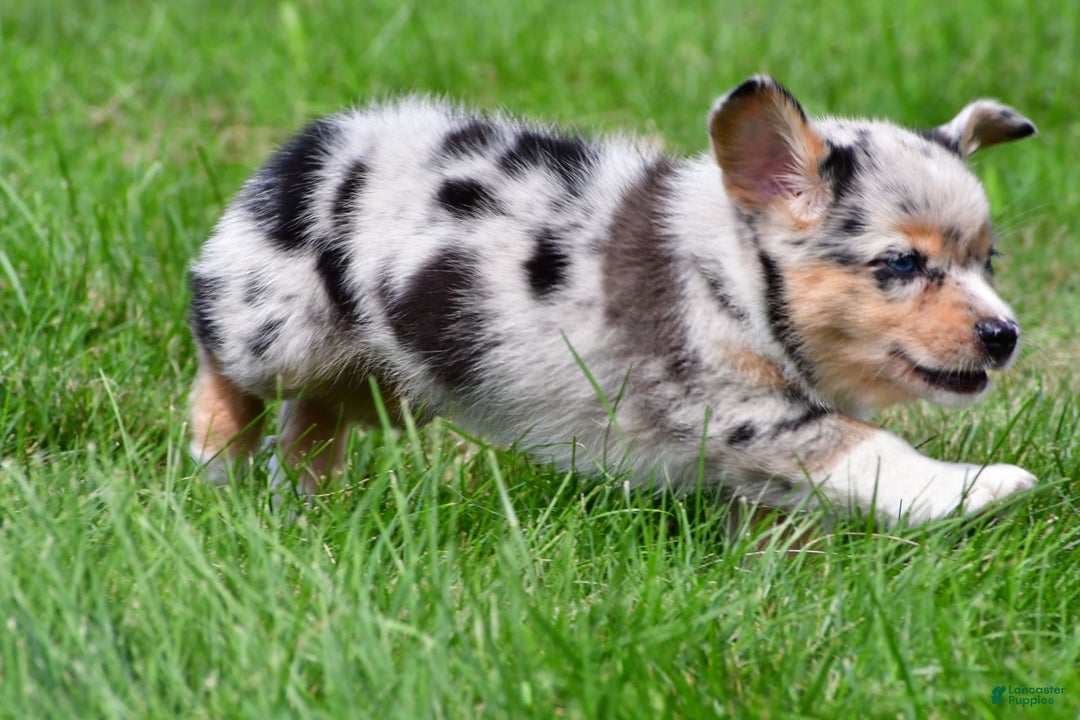Australian Shepherd dogs for sale: Bella - Image 3